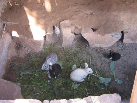lapins